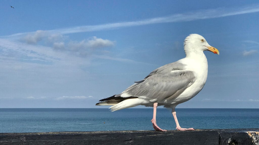 W Djur vi moter till sjoss Masar ingang