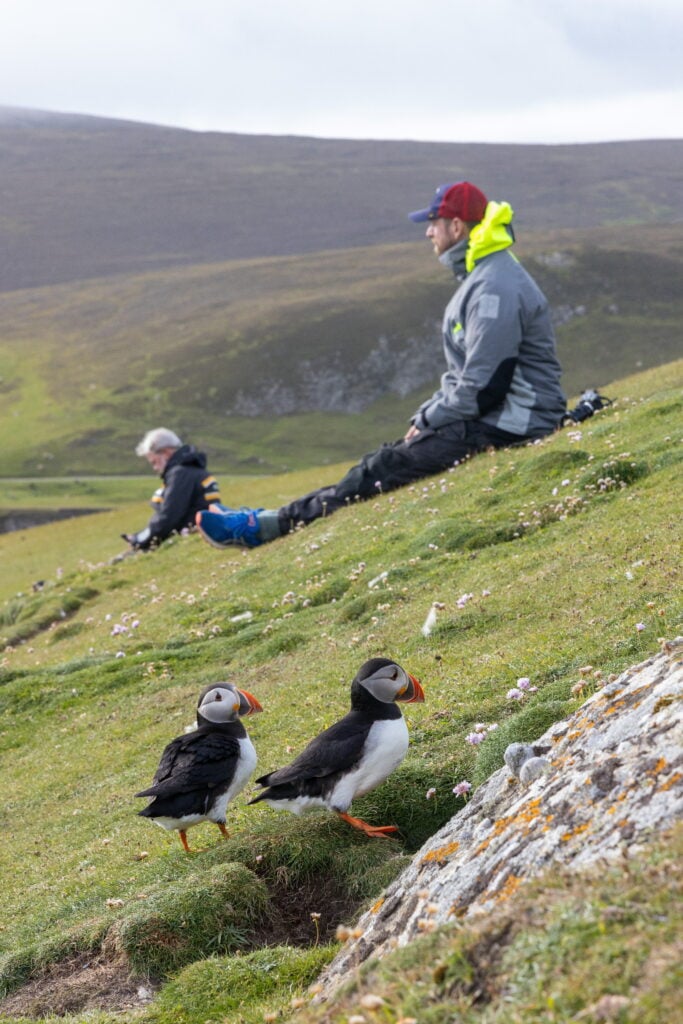 Två män sitter i en gräsbeklädd bergssluttning. I förgrunden, nära männen, två lunnefåglar.