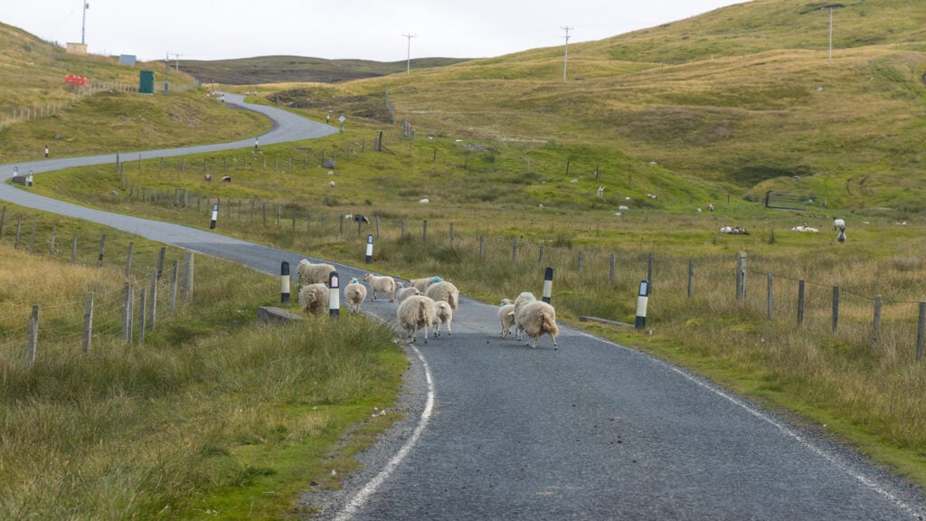 En liten fårskock på väg bortåt på en smal bilväg i ett grönt landskap.