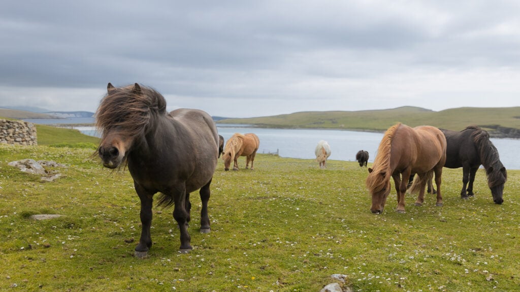 Ett antal små hästar, ponnyer, på en hed högt upp, med utsikt över en grön ö och havet i bakgrunden.