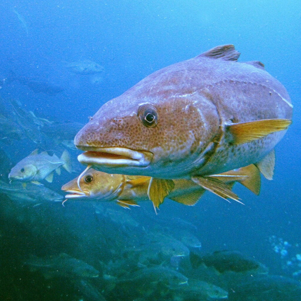 torsk cod
