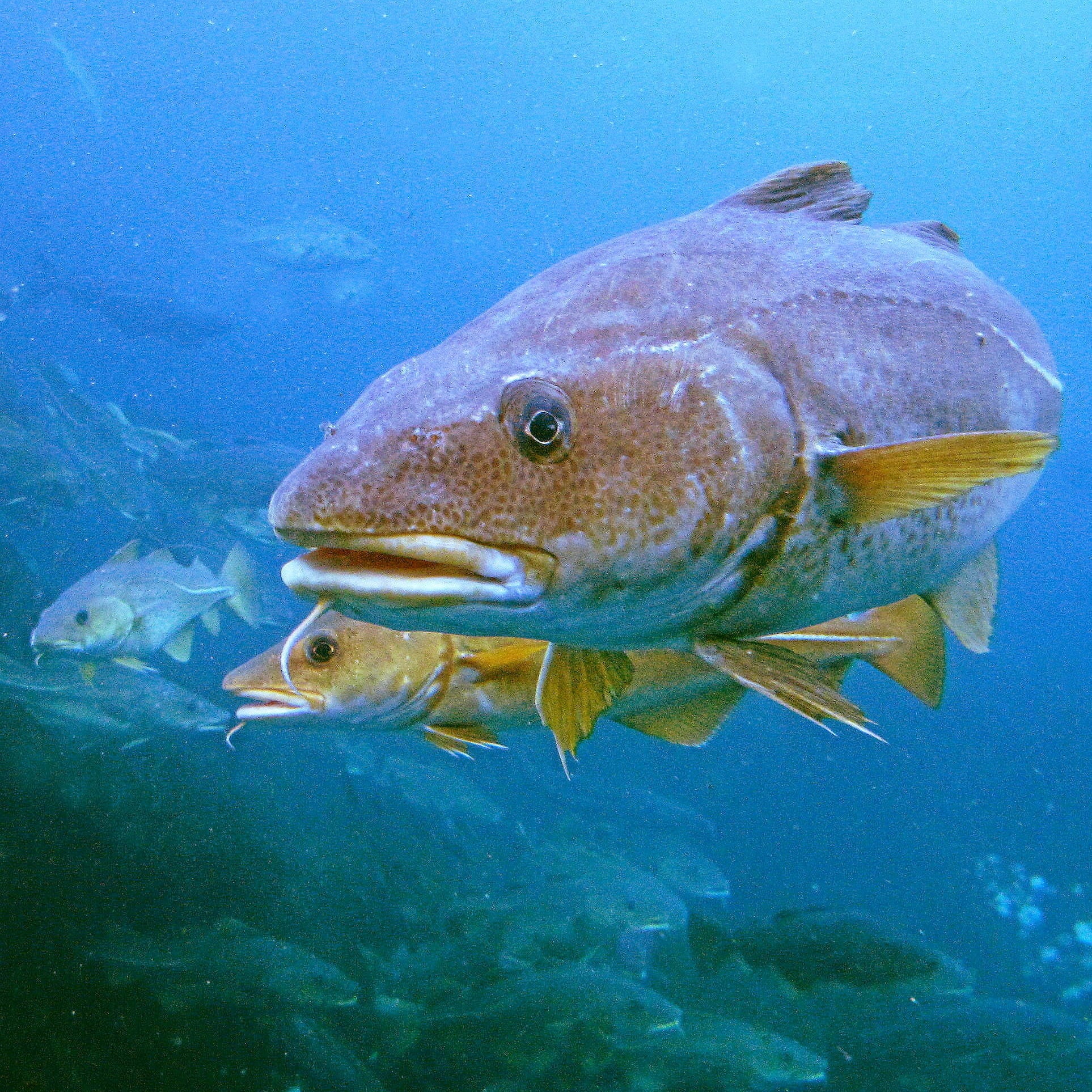 torsk cod